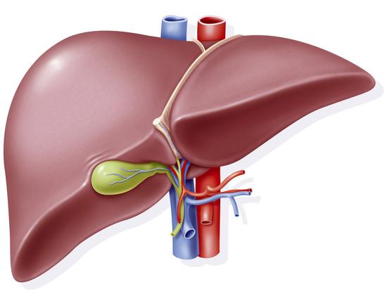 如怎样去判断自己的肝脏是否健康？(图1)